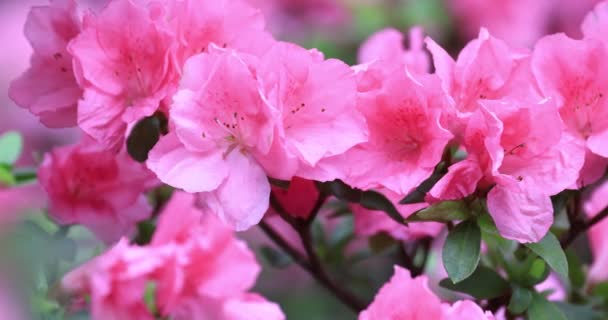 Beautiful Rhododendron Hybrida Flowers Garden — Stock Video