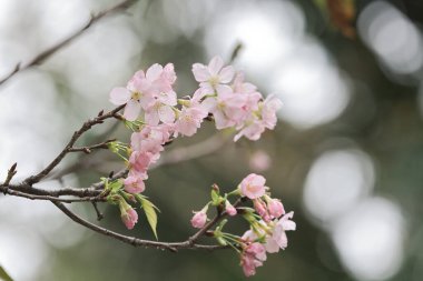 Bahar kiraz çiçekleri, Velodrome Park 'ında pembe çiçekler.