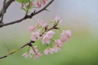 Bahar kiraz çiçekleri, Velodrome Park 'ında pembe çiçekler.