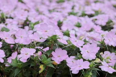 Bright impatiens hawkeri, Yeni Gine sabırsızları, in bloo