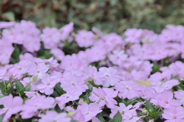 Bright impatiens hawkeri, Yeni Gine sabırsızları, in bloo