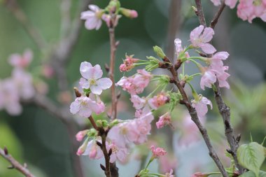Bahar kiraz çiçekleri, Velodrome Park 'ında pembe çiçekler.