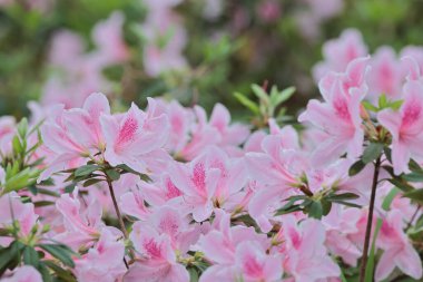 Bahar bahçesinde güzel bir çınar çiçeği.