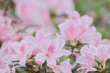 Bahar bahçesinde güzel bir çınar çiçeği.