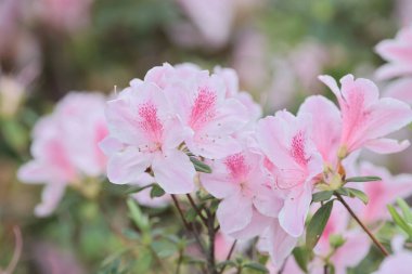 Bahar bahçesinde güzel bir çınar çiçeği.