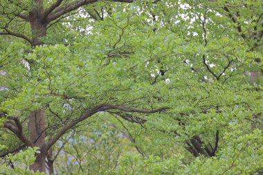 Baharda park et, yeşil ağaçlar arka planda