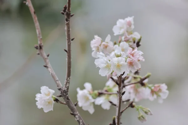 White Cherry Blossoms Pink Flowers Velodrome Park — Stock Photo, Image