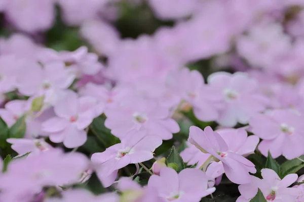 Bright Impatiens Hawkeri New Guinea Impatiens Bloo — Fotografia de Stock