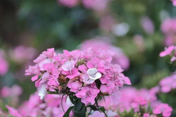 Macizo Flores Dianthus Barbatus Sweet William Jardín —  Fotos de Stock