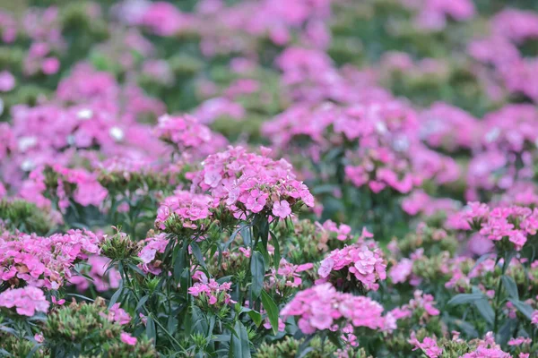 Flowerbed Dianthus Barbatus Sweet William Garden — Stock Photo, Image