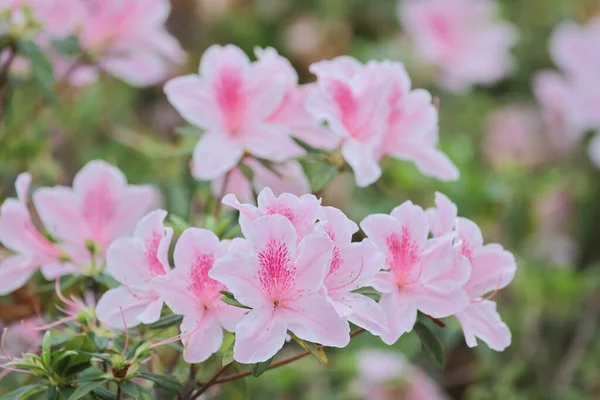 Uma Bela Flor Rododendro Jardim Primavera — Fotografia de Stock