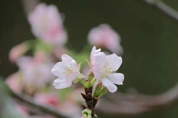 春の桜 ベロドローム公園のピンクの花 — ストック写真