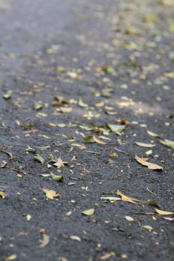 # Parktaki yapraklar #