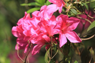 Beyaz Azalea 'nın çiçek tarhı parktaki çiçekler, hk