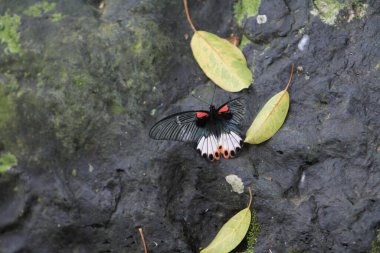 Kelebek ıslak kayanın kanatlarını açıyor.