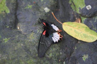Kelebek ıslak kayanın kanatlarını açıyor.