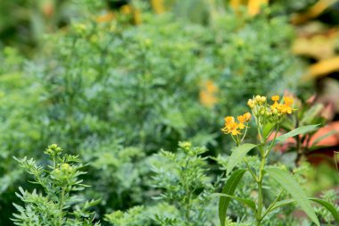 Parktaki yeşil yaprakların doğası.