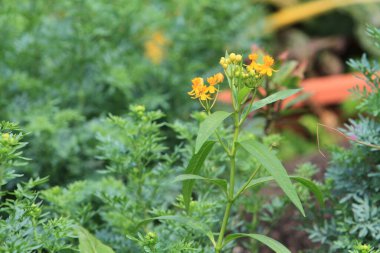 Parktaki yeşil yaprakların doğası.
