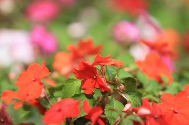 Yeşil yapraklı sabırsız bir Walleriana çiçeği..