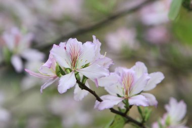 Mor orkide ağacı, Bauhinia variegata bitkisinin bir türüdür.