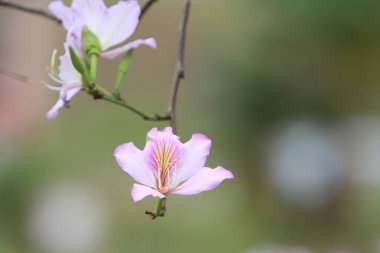 Mor orkide ağacı, Bauhinia variegata bitkisinin bir türüdür.