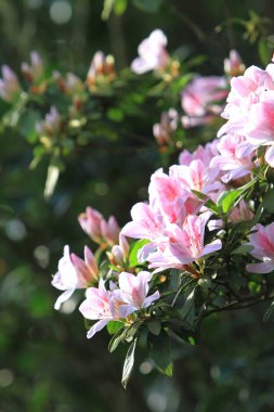 Beyaz Azalea 'nın çiçek tarhı parktaki çiçekler, hk
