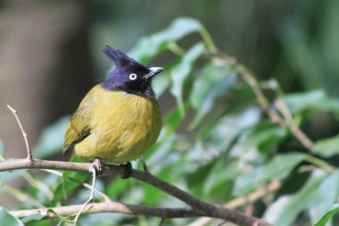 Kara ibikli Bulbul Pycnonotus melanicterus ormandaki sarmaşığa tünedi.
