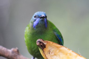 Altın yapraklı kloropsis aurifronlar bir dala tünemişti..