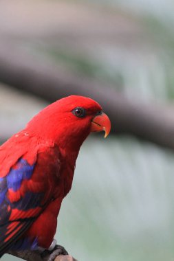 Papağan, Hong Kong Parkı 'ndaki dev kuşhanenin bir dalında dinleniyor..