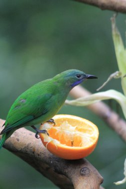 Altın yapraklı kloropsis aurifronlar bir dala tünemişti..