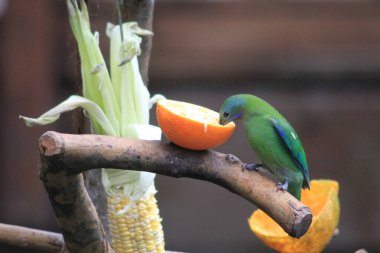Altın yapraklı kloropsis aurifronlar bir dala tünemişti..