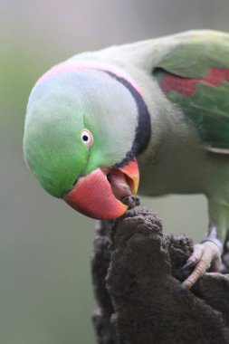 Güzel yeşil inci papağanlar, Psittacula krameri