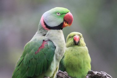 Güzel yeşil inci papağanlar, Psittacula krameri