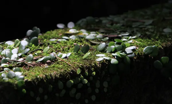 Licença Fundo Natureza Hong Kong — Fotografia de Stock