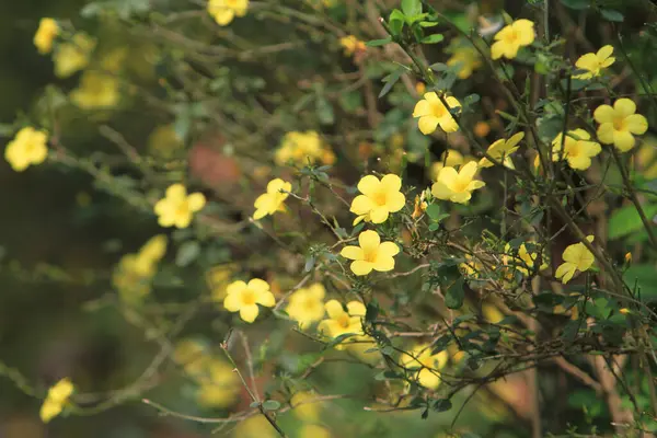 Sarı Düğün Çiçekleri Doğada Yabani Çiçekler — Stok fotoğraf