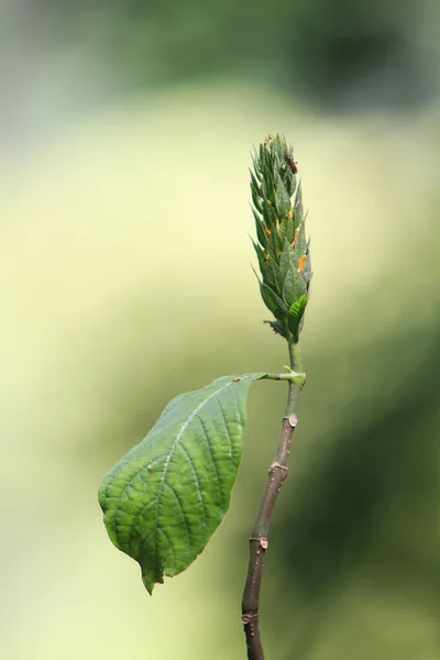 葉や木の背景色は — ストック写真