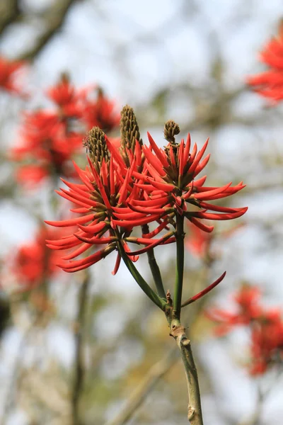 Яскраво Червоні Квіти Коралового Дерева Ерітріна Лізістемон — стокове фото
