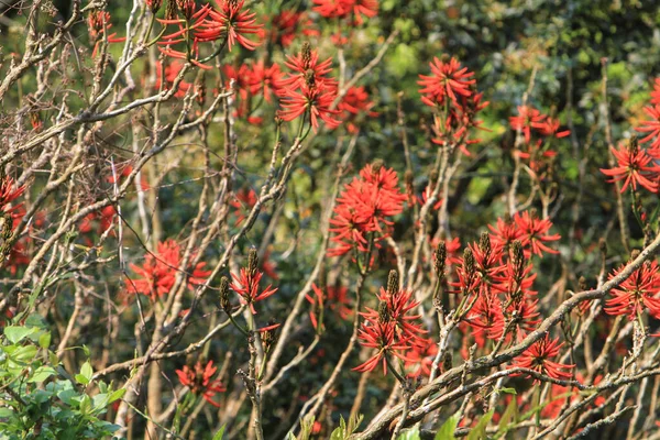 Λαμπερά Κόκκινα Λουλούδια Του Κοραλλιού Δέντρου Erythrina Lysistemon — Φωτογραφία Αρχείου
