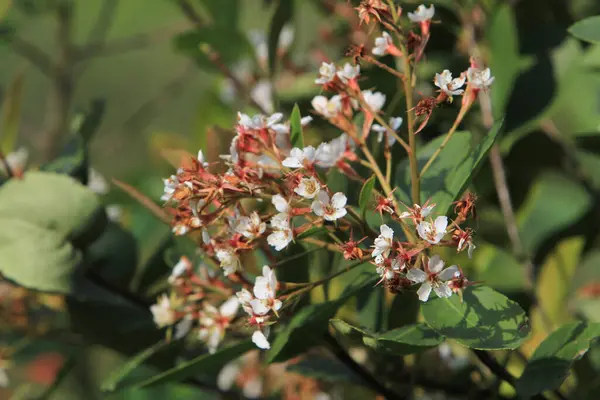 Buisson Papillon Profusion Blanc Natiure — Photo