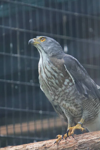 Yol Kenarı Şahini Buteo Magnirostris Daldaki Tek Kuş — Stok fotoğraf