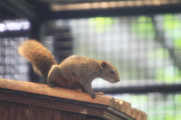 Cute Squirrel Sitting Tree Zoo — Stock Photo, Image