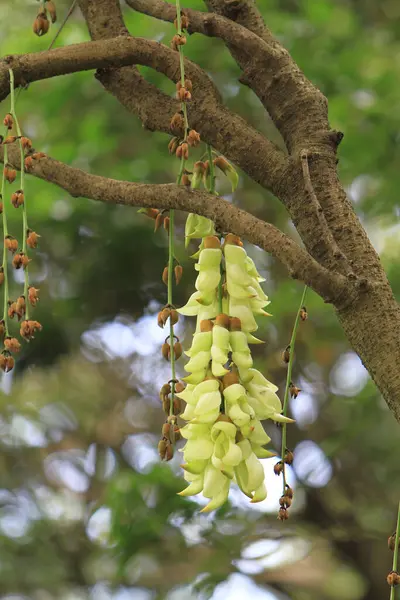 Орхідеї Квіти Зеленому Літньому Лісі Красивий Квітник — стокове фото