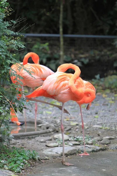 Gran Flamenco Estanque Naturaleza Fondo — Foto de Stock