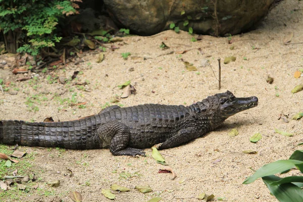 Crocodilo Uma Ordem Predadores Sua Maioria Grandes — Fotografia de Stock