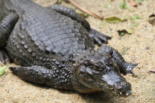 Crocodilo Uma Ordem Predadores Sua Maioria Grandes — Fotografia de Stock