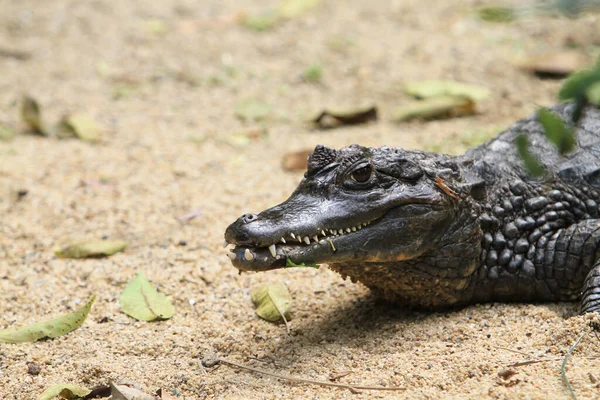 Crocodilo Uma Ordem Predadores Sua Maioria Grandes — Fotografia de Stock