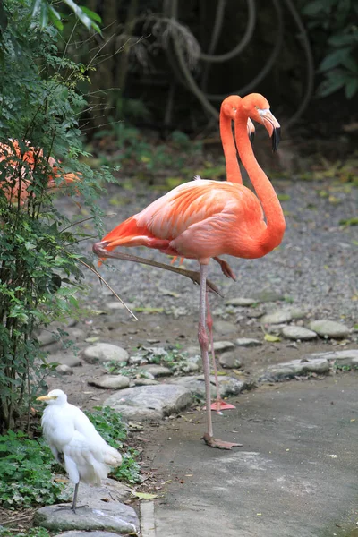 Büyük Flamingo Gölette Doğa Arka Planda — Stok fotoğraf