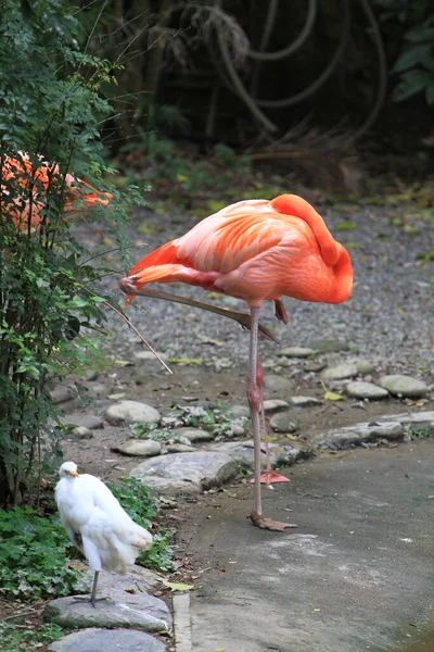 Büyük Flamingo Gölette Doğa Arka Planda — Stok fotoğraf