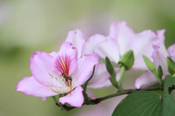 Пурпурная Орхидея Bauhinia Variegata Является Одним Видов Растений — стоковое фото