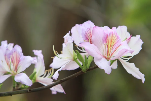 Mor Orkide Ağacı Bauhinia Variegata Bitkisinin Bir Türüdür — Stok fotoğraf